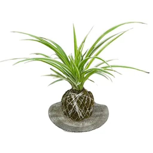 Kokedama lazo de amor